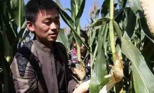 1.掰玉米主管5名、要求三年以上掰玉米經(jīng)驗：
